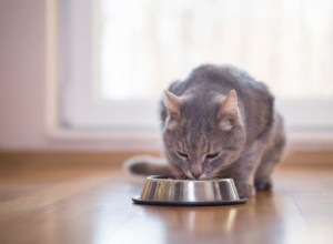 ジャン・ホフベ博士が貴重な猫の栄養のヒントを共有 