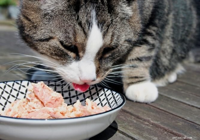 I gatti possono mangiare il tonno?