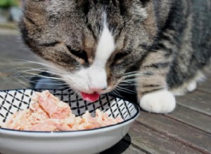 고양이가 참치를 먹을 수 있습니까?