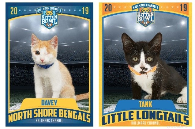 Hallmark Channel s Kitten Bowl VI :voici vos champions !