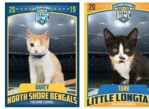 Hallmark Channel의 Kitten Bowl VI:여기 당신의 챔피언이 있습니다!