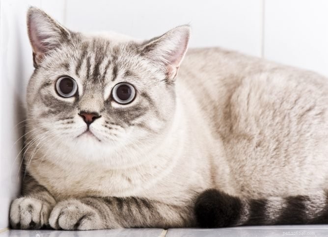 고양이 감각 과민 증후군이란 무엇입니까?