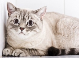 猫の知覚過敏症候群とは何ですか？ 