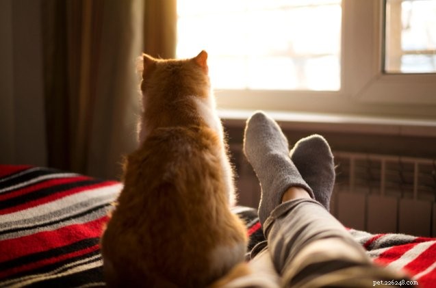 Lo studio fornisce ai proprietari di gatti la prova scientifica che i loro animali domestici li stanno ignorando