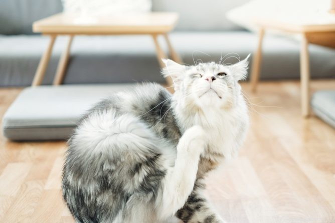 고양이를 위한 벼룩 치료제:피해야 할 성분