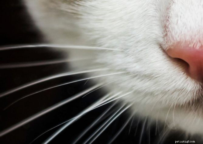 猫のひげについての5つの魅力的な事実 