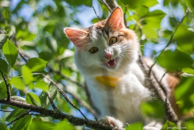 Vybrané finanční prostředky pro suspendovaného pracovníka Verizon, který zachránil kočku