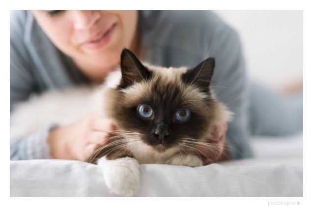 연구:고양이의 성격은 인간 부모의 거울일 수 있습니다 