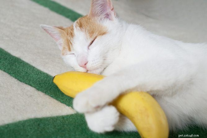 I gatti possono mangiare le banane?