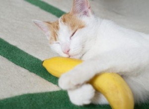 猫はバナナを食べることができますか？ 