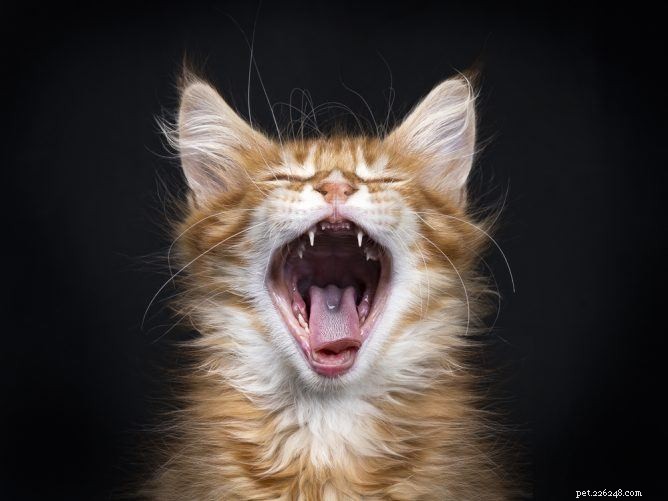 Kočka zvrací žluč:důvod k obavám?