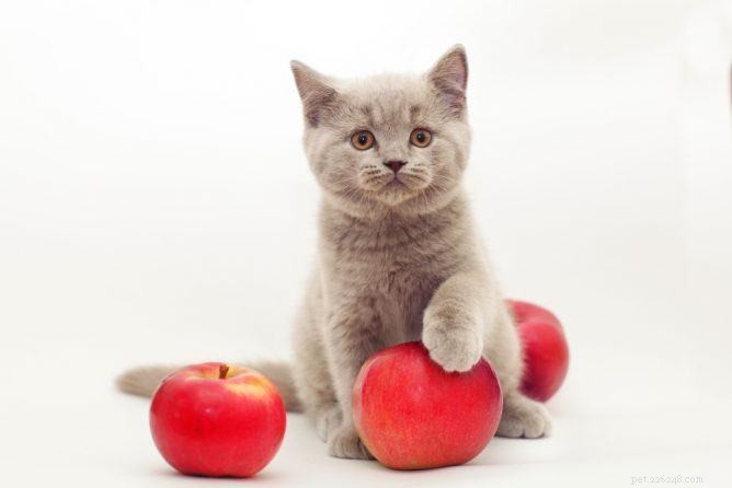 Могут ли кошки есть яблоки?