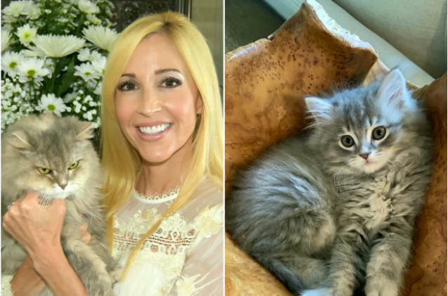 Una coppia statunitense sborsa $ 25.000 per clonare il loro amato gatto