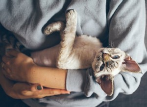 안아줄 수 있는 최고의 고양이 10가지