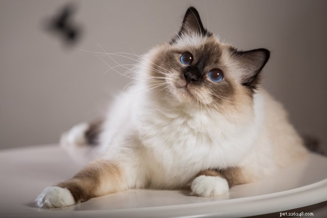 Убедитесь, что Petcare Microchip Pet Feeder Connect предназначен для идеальных порций корма для кошек