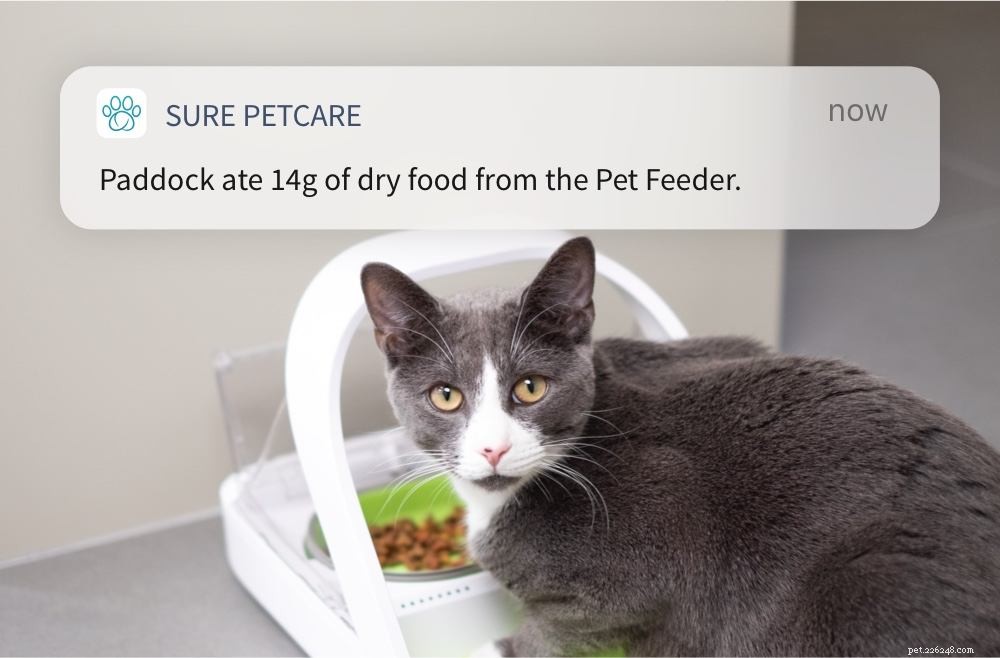 確かにPetcareMicrochip Pet FeederConnectは完璧なキャットフード部分に適しています 