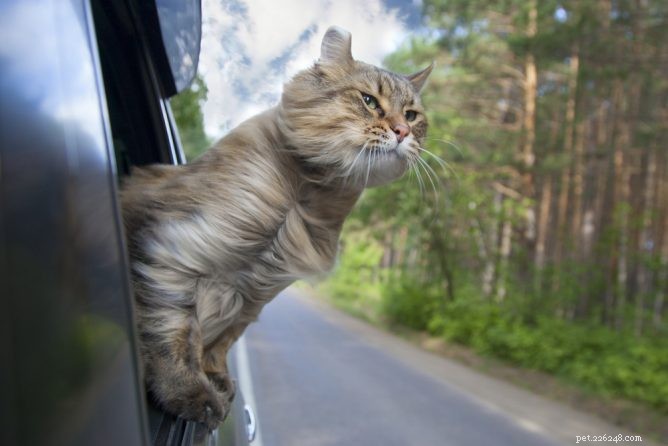 Viver a vida de trailer em tempo integral com gatos