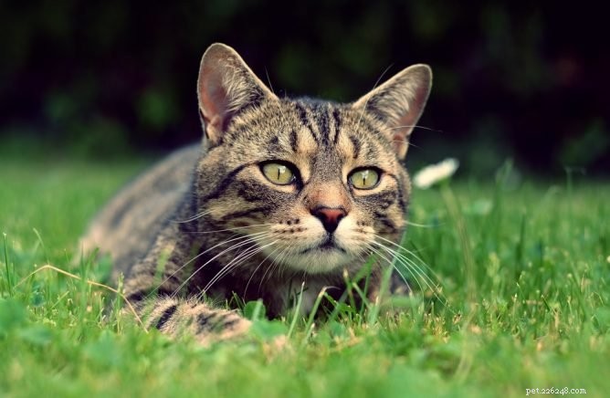 Co je megaesophagus u koček?