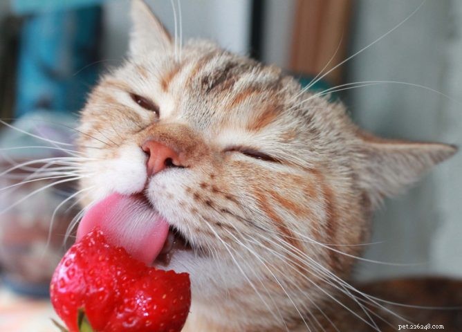 Kunnen katten aardbeien eten?
