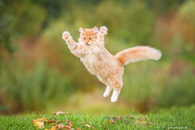 Varför landar katter alltid på fötterna?
