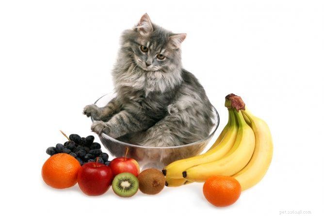 Top 10 fruit dat katten kunnen eten