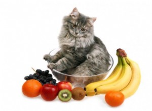 猫が食べられる果物トップ10 
