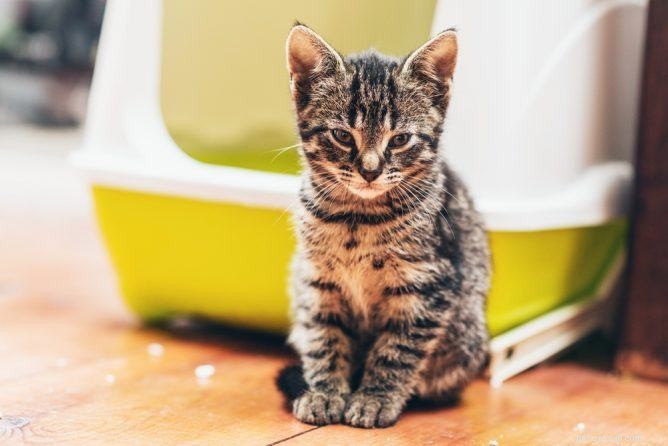 O que causa diarreia em gatos?