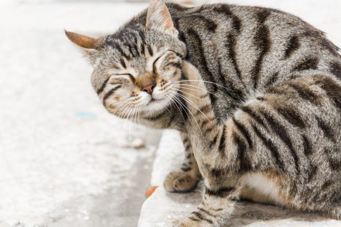 Co je bleší alergická dermatitida u koček?