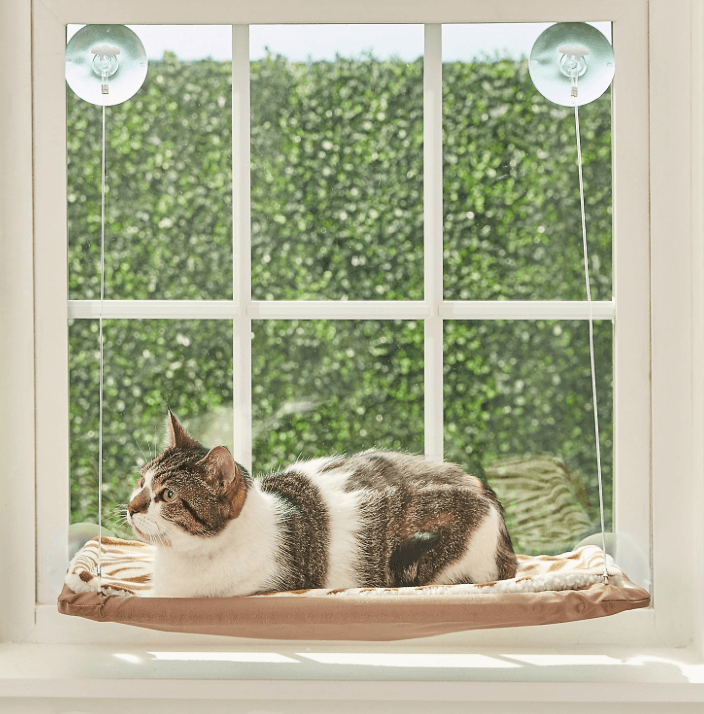 meilleure fenêtre de chat Perches