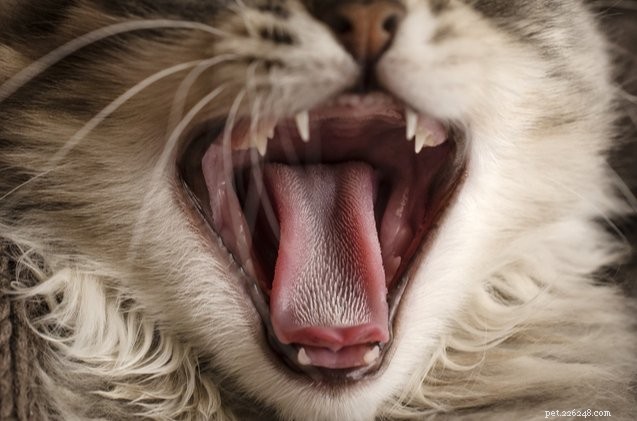 研究者は、猫の舌のように見えて機能する猫のブラシを開発しました