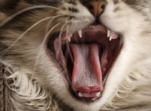 研究者は、猫の舌のように見えて機能する猫のブラシを開発しました