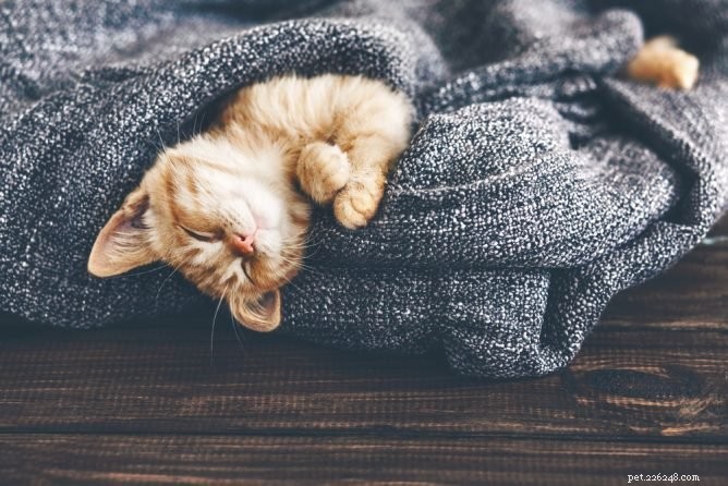 Le migliori coperte per gatti