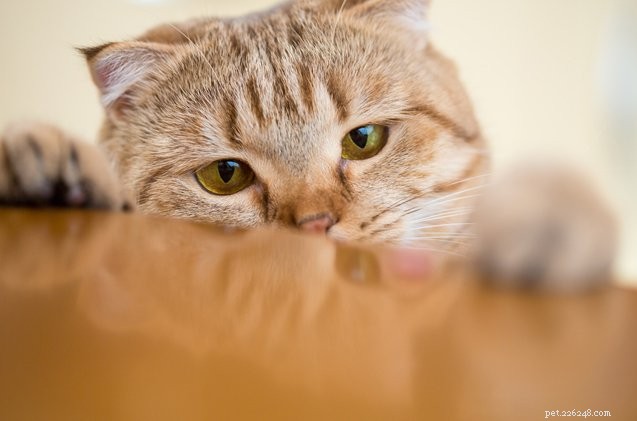 Top 8 Squeaky-Clean kattsäkra rengöringsprodukter