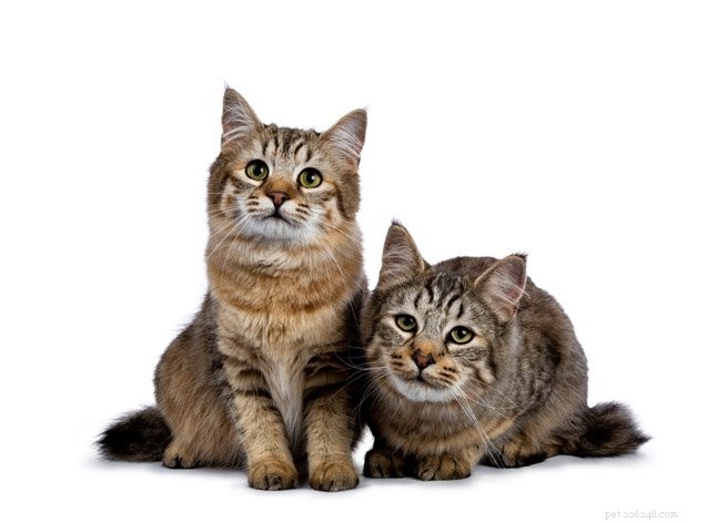 10 самых подлых пород кошек