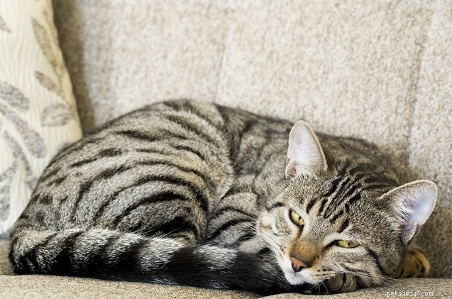 シニア猫の10の最も一般的な病気を認識する方法 