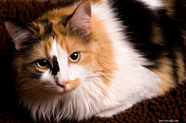5 ярких фактов о трехцветных кошках