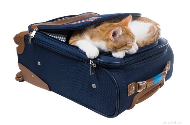 Suggerimenti per portare il gatto in vacanza con te