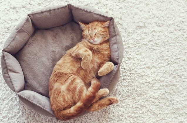 As 10 melhores camas para gatos