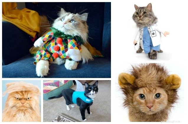 10 nejlepších kostýmů pro kočky