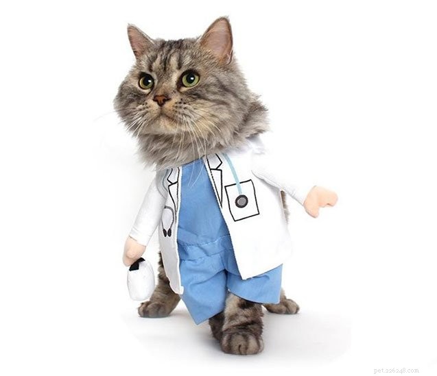 10 лучших костюмов умных кошек