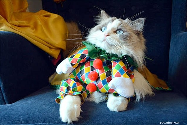 10 nejlepších kostýmů pro kočky