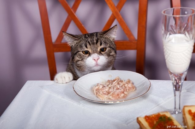 猫に餌を与えてはいけない5つの食べ物 