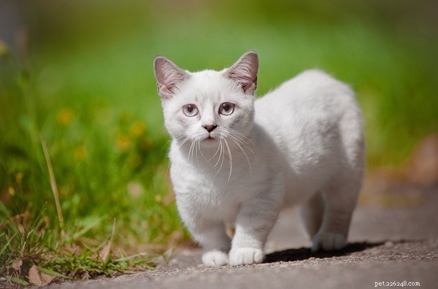 Mini miagolio:cosa sono i gatti in miniatura?