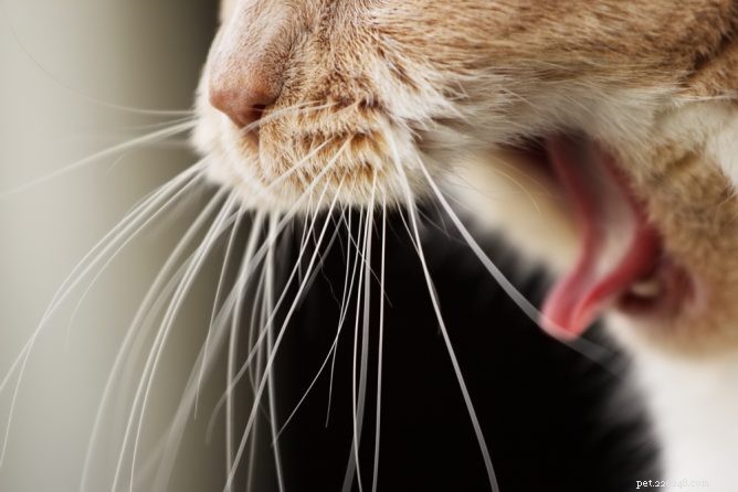 猫の嘔吐：いつ心配するか 