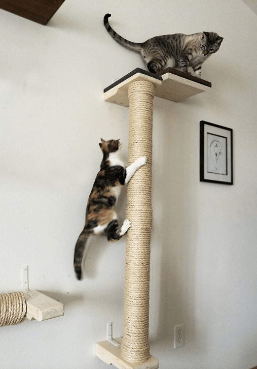 Лучшие настенные жердочки для кошек