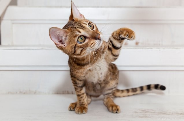 O que é uma hérnia umbilical em gatinhos?