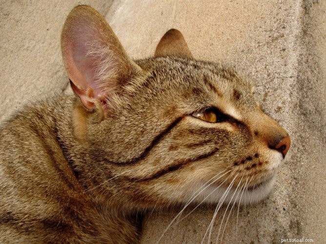 Ácaros da orelha em gatos causam arranhões graves