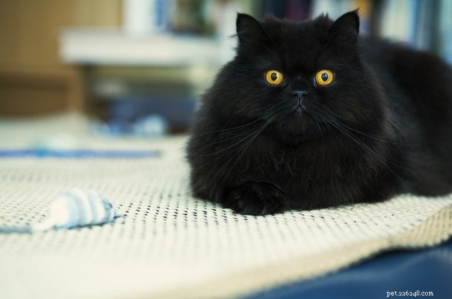 7 poučných faktů o černých kočkách