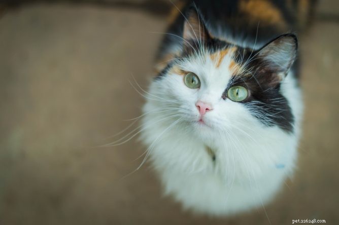 고양이를 위한 규조토:천연 벼룩 치료