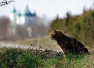 Вопрос о коте:чиповать или не чиповать?